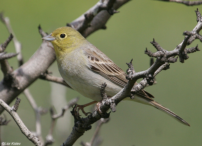   Cinereous Bunting Emberiza cineracea                        , , 2009.:                     